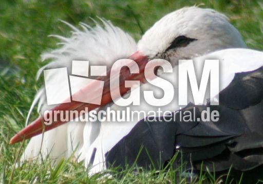 Weißstorch-4.jpg